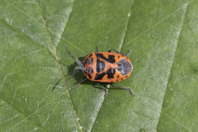 scharlaken schildwants (eurydema dominulus)