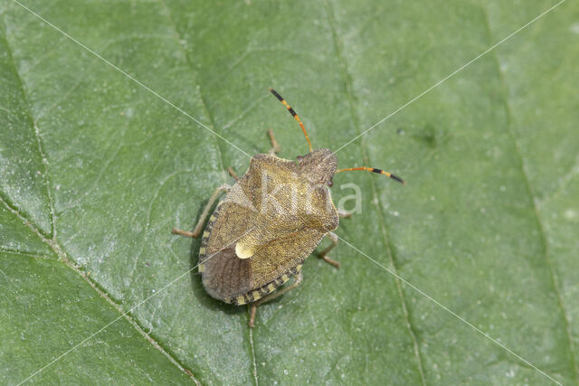 zuidelijke schildwants (peribalus strictus)