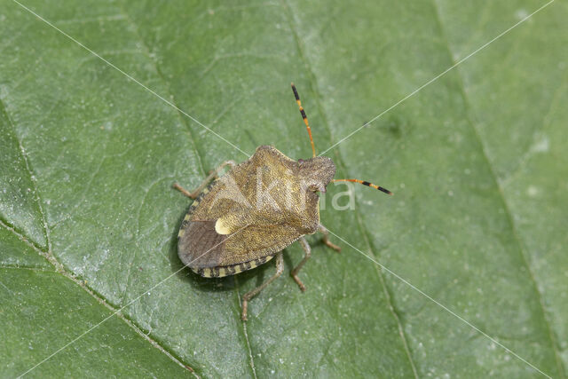 zuidelijke schildwants (peribalus strictus)