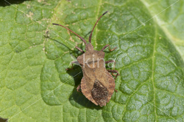 zuringrandwants (coreus marginatus)