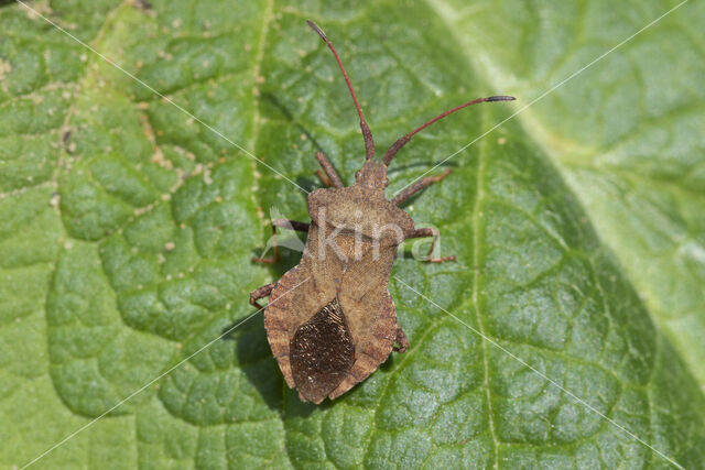 coreus marginatus