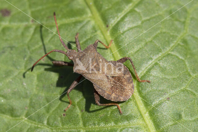 coreus marginatus