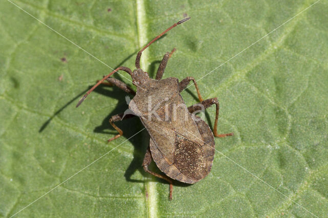 coreus marginatus