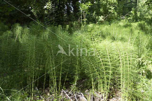 Great Horsetail (Equisetum telmateia)