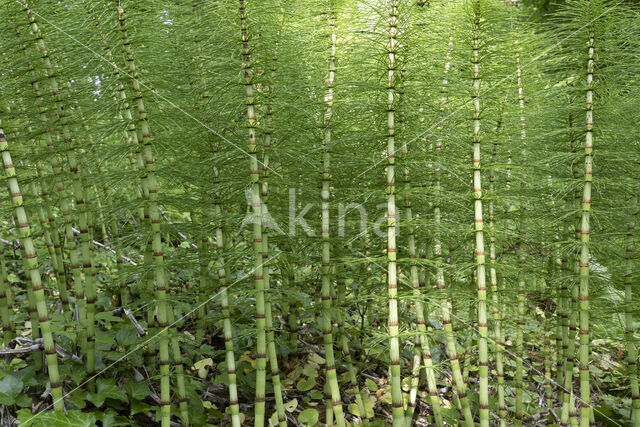 Great Horsetail (Equisetum telmateia)