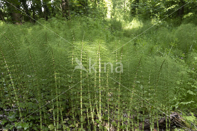 Reuzenpaardenstaart (Equisetum telmateia)