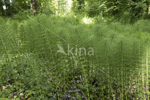 Great Horsetail (Equisetum telmateia)