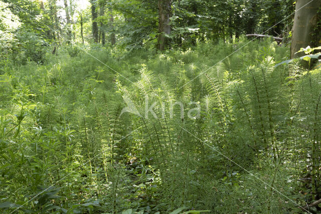 Great Horsetail (Equisetum telmateia)