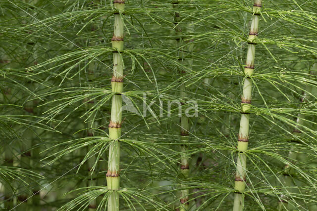 Great Horsetail (Equisetum telmateia)