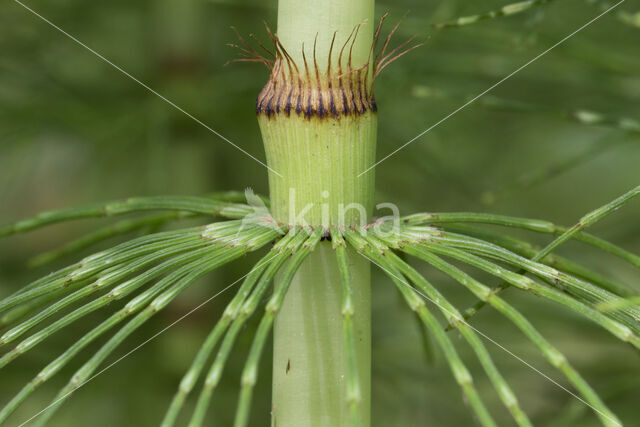 Reuzenpaardenstaart (Equisetum telmateia)