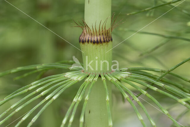 Great Horsetail (Equisetum telmateia)