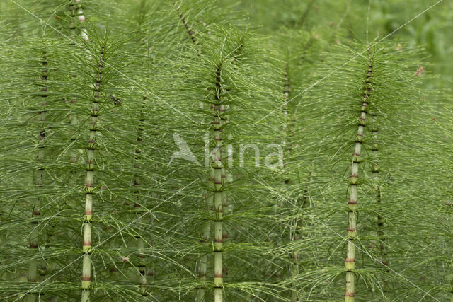 Reuzenpaardenstaart (Equisetum telmateia)