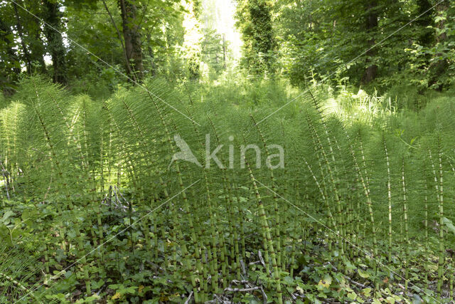 Great Horsetail (Equisetum telmateia)