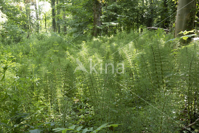 Reuzenpaardenstaart (Equisetum telmateia)