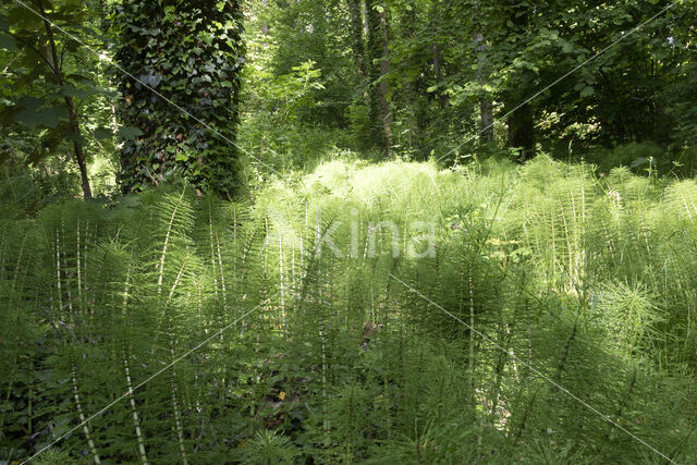 Great Horsetail (Equisetum telmateia)