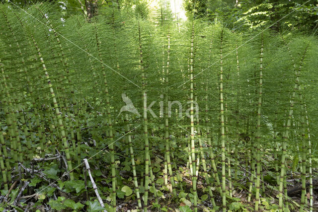 Great Horsetail (Equisetum telmateia)