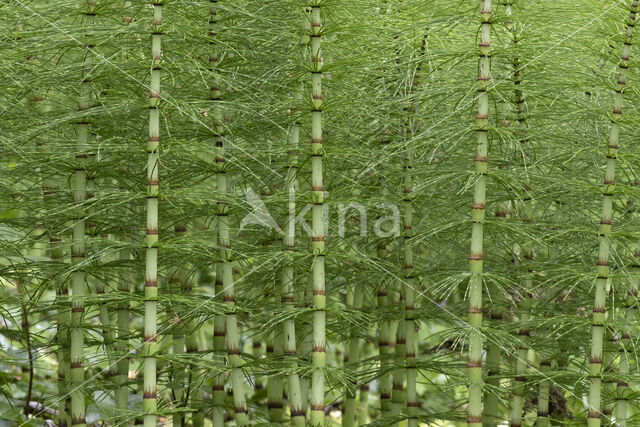 Great Horsetail (Equisetum telmateia)