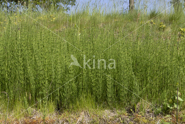 Marsh Horsetail (Equisetum palustre)