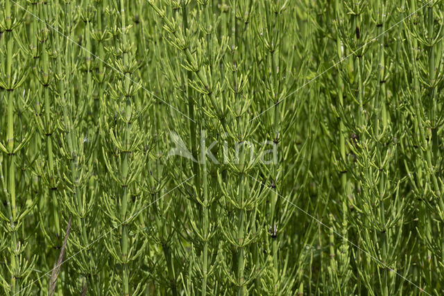 Marsh Horsetail (Equisetum palustre)