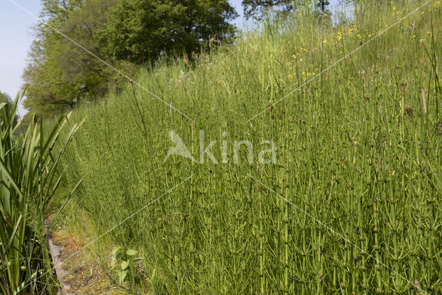 Lidrus (Equisetum palustre)