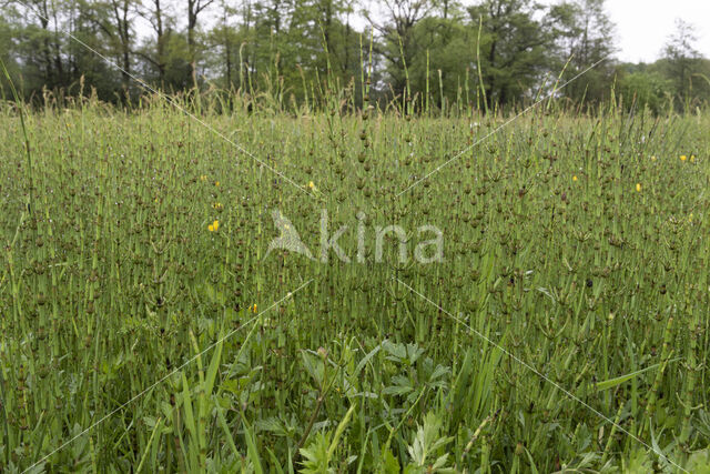 Marsh Horsetail (Equisetum palustre)