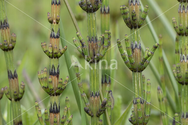 Lidrus (Equisetum palustre)