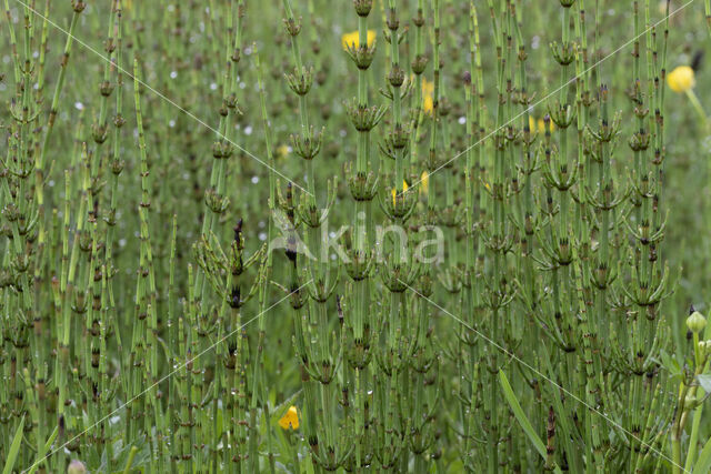 Marsh Horsetail (Equisetum palustre)