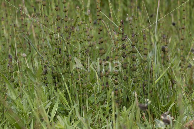 Marsh Horsetail (Equisetum palustre)