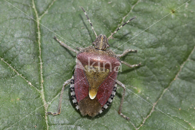 bessenschildwants (dolycoris baccarum)