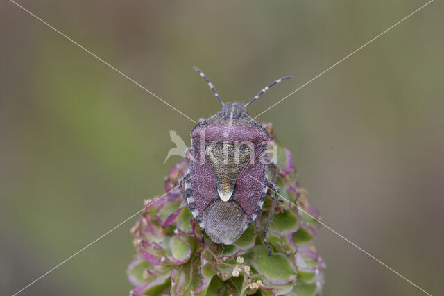 bessenschildwants (dolycoris baccarum)