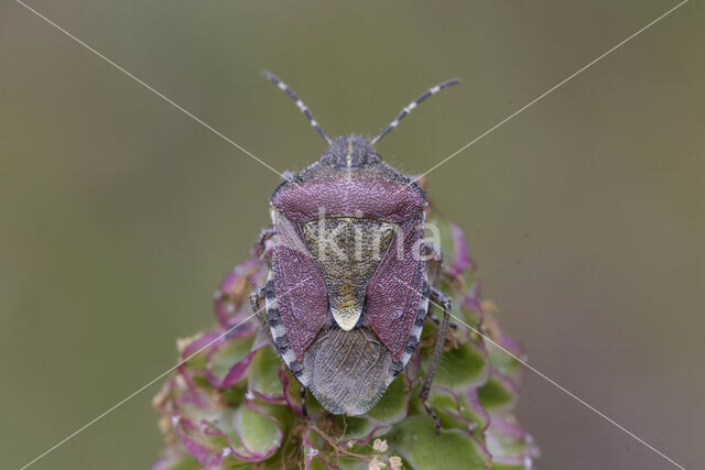 bessenschildwants (dolycoris baccarum)