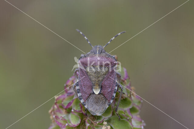 bessenschildwants (dolycoris baccarum)