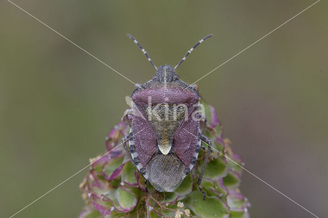 bessenschildwants (dolycoris baccarum)