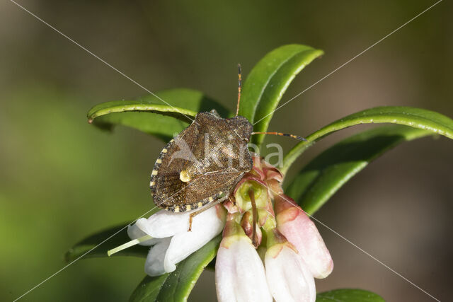 bosbesschildwants (rubiconia intermedia)