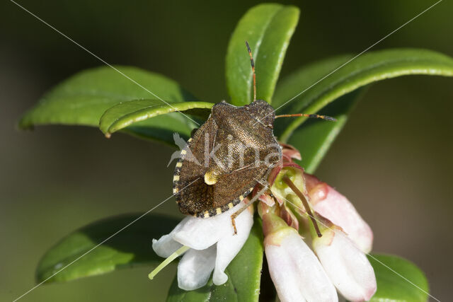 rubiconia intermedia