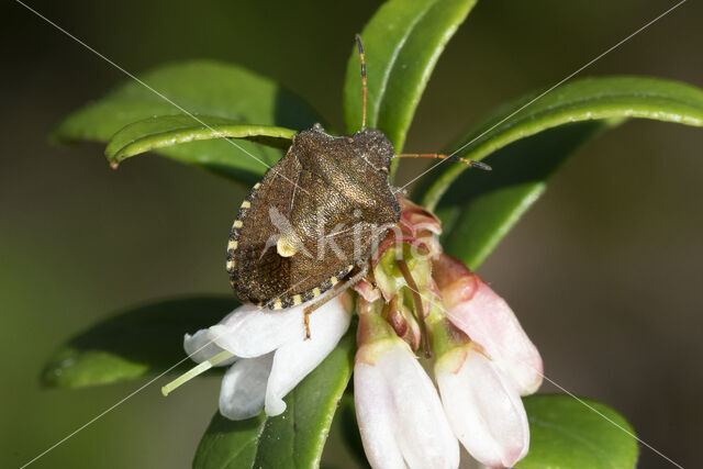 bosbesschildwants (rubiconia intermedia)