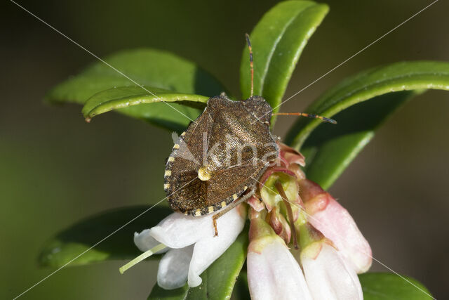 rubiconia intermedia