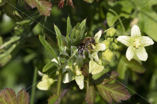 heggenrankbij (andrena florea)