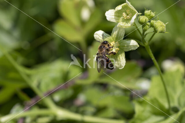 heggenrankbij (andrena florea)