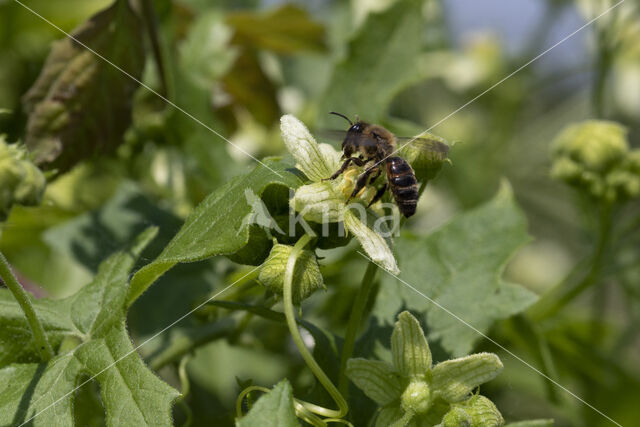 andrena florea