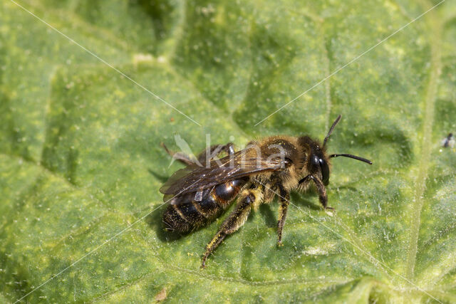 heggenrankbij (andrena florea)