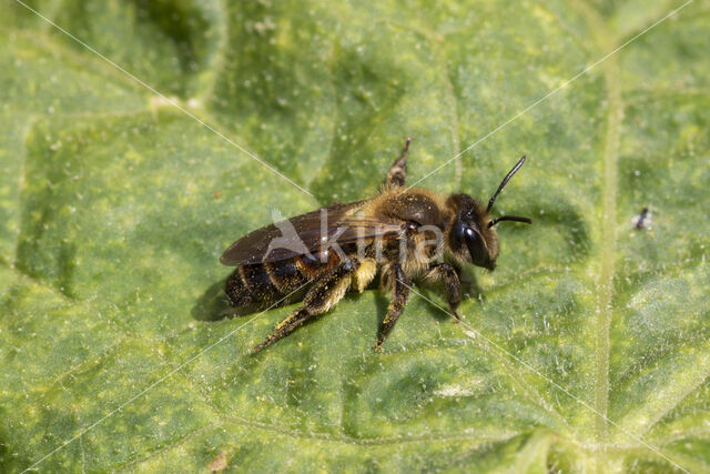 heggenrankbij (andrena florea)