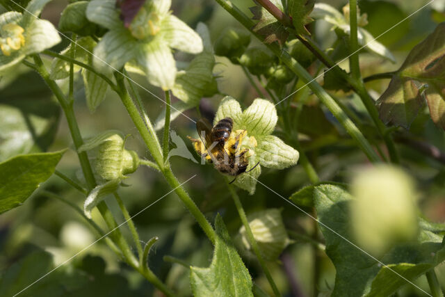 heggenrankbij (andrena florea)