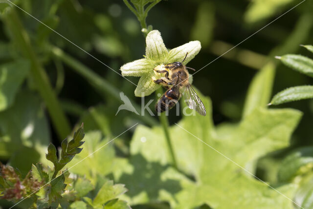 heggenrankbij (andrena florea)