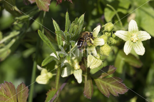 heggenrankbij (andrena florea)