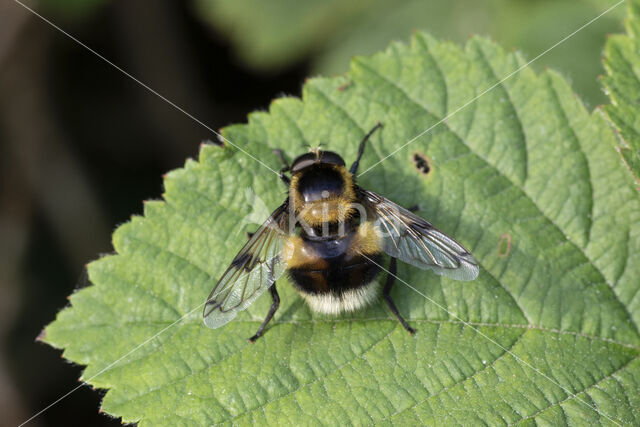 Gewone hommelreus (Volucella bombylans)