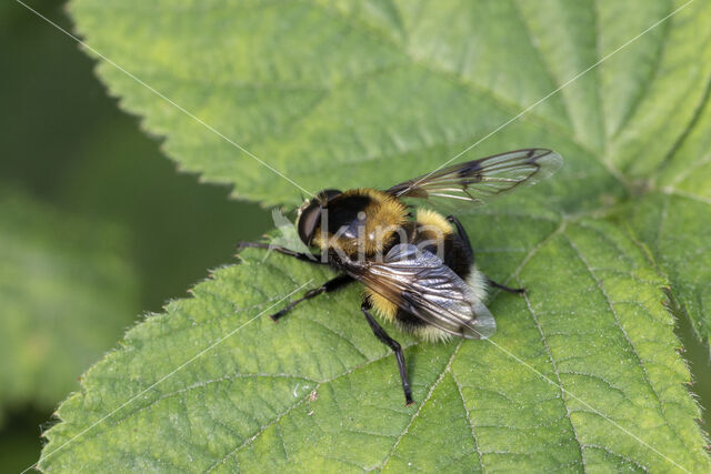 Gewone hommelreus (Volucella bombylans)