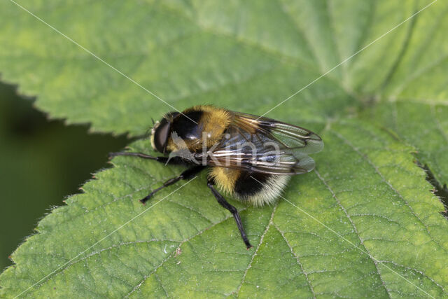 Volucella bombylans