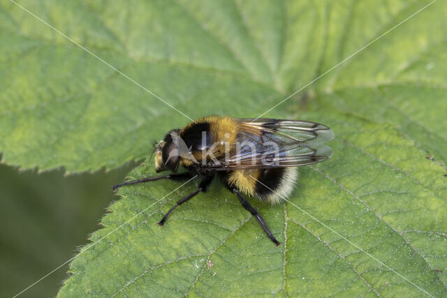 Gewone hommelreus (Volucella bombylans)