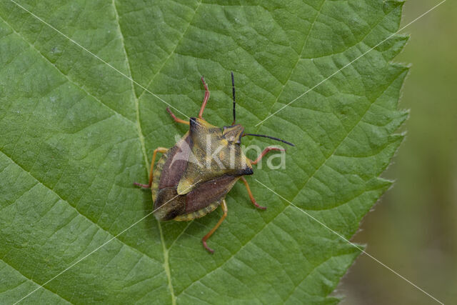 knoopkruidschildwants (carpocoris purpureipennis)